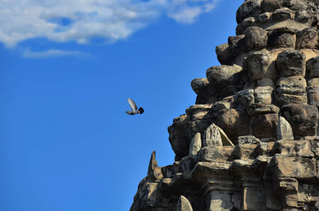Flying dove, pigeonの写真素材