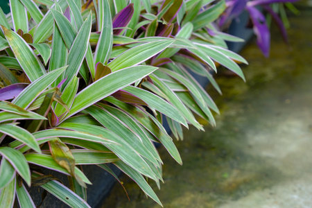 radescantia spathacea in garden. Another name is rhoeo triclor, oyster plant, adam hawa varigata. Beautiful plantの写真素材