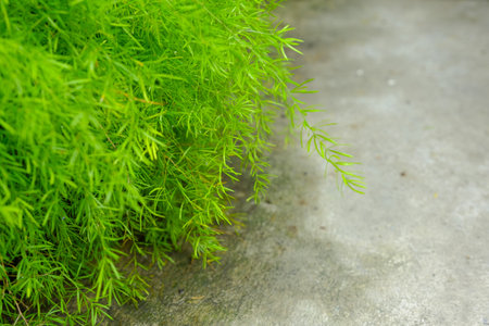 Beautiful greenery plant in yard. Asparagus racemosusの写真素材