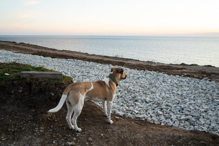 Alone dog stands on the road and looks to the sea and sunsetの写真素材