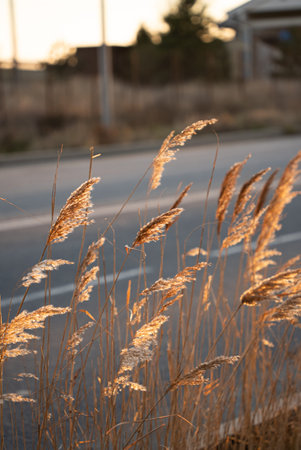 Pampas grass outdoor in light pastel colors. Dry reeds boho style.