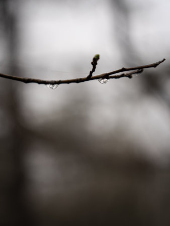 Close Up View of Rain Drops on Small Tree Branch with webの写真素材