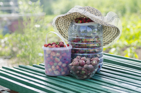 Harvest of strawberries and radishes.の写真素材
