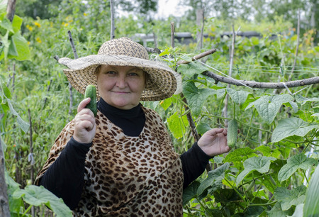 A woman in the country among the cucumber harvest is happy.の写真素材