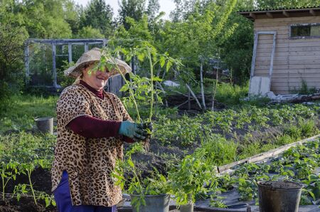 A woman in the country is preparing tomato seedlings for planting in the ground.の写真素材