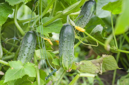 Cucumber on a bed.の写真素材