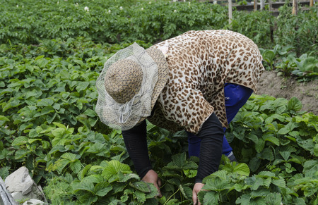 A woman in the country collects a strawberry crop.の写真素材