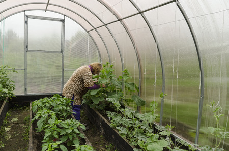 Woman on a summer residence in the greenhouse corrects cucumber seedlings.の写真素材