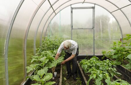 The man in the country in a greenhouse seedlings corrects eggplant.の写真素材