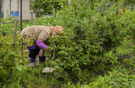 A woman in the country harvests blackberries.の写真素材