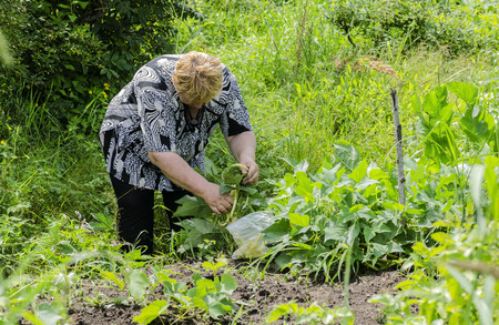 A woman in the country harvests beans.の写真素材