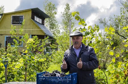 Man happy with the harvest of grapes.の写真素材