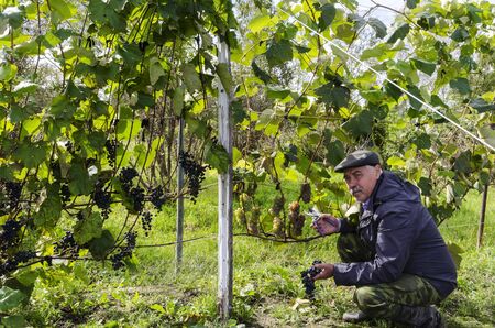 A man sitting near the vines.の写真素材