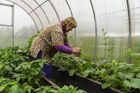 Woman in greenhouse corrects eggplant seedlings.の写真素材