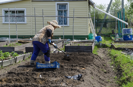 A woman in the country buries potatoes in a bed.の写真素材