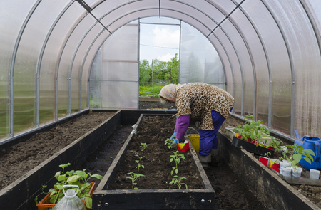 Woman in greenhouse planting seedlings of pepper.の写真素材
