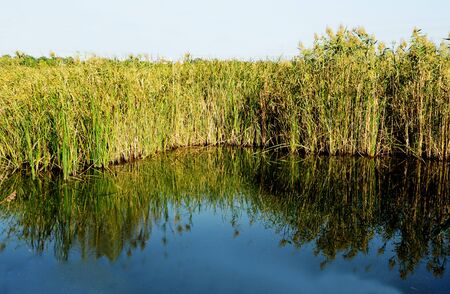 Rice paddyの写真素材