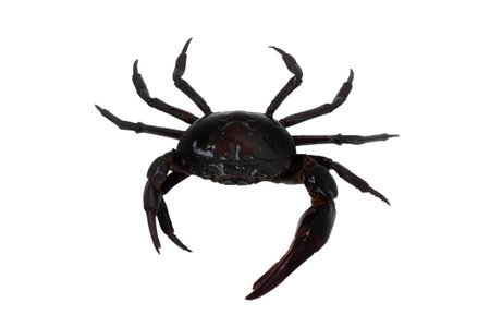 Black crab, Serrated mud crab, in isolated on white background
