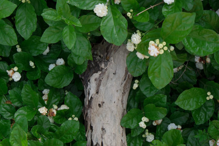 Old timber in the midst of Jasmine flowerの写真素材