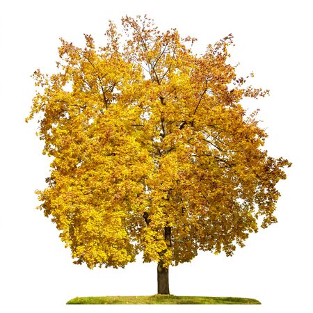 Maple tree, yellow foliage, autumn season, isolated on white background.の写真素材