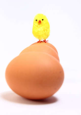 Chiken and eggの写真素材