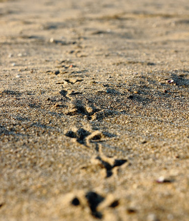 bird traces in the beach