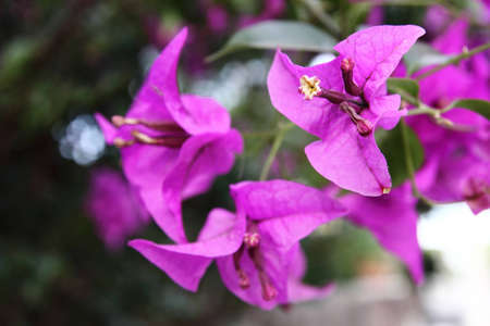 There are some pink flowers with three petals each one with a green background formed by leaves.の写真素材