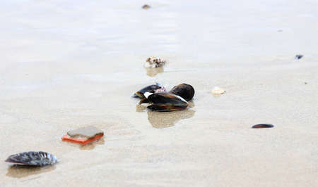 There are some mussels in the sand beachの写真素材