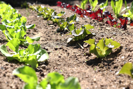 Rows of organic lettuce growing on a spanish farm.