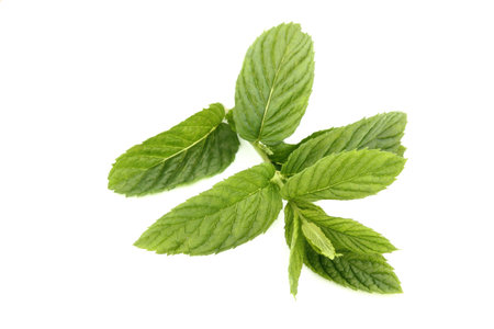 Green Mint isolated on white background.
