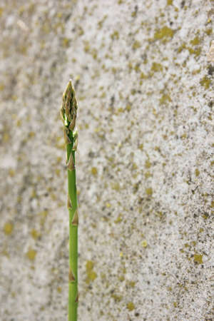 Asparagus on the farm ready to collect.の写真素材