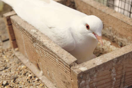 White dove in the nest brooding its eggの写真素材