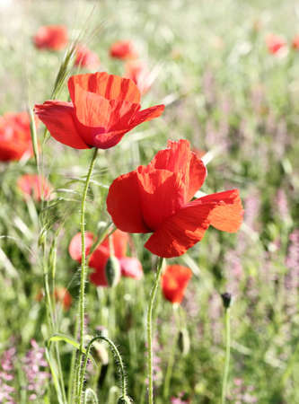 Red poppies on spring meadow.の写真素材