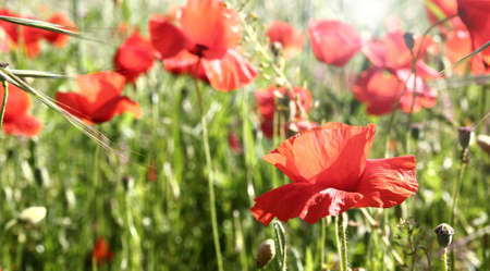 Red poppies on spring meadow.の写真素材