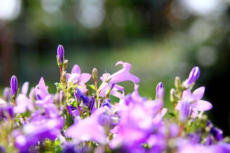 Purple flowers under a hot summer sunshine.の写真素材