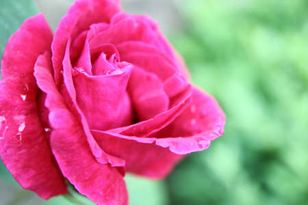 Pink rose in the garden.の写真素材