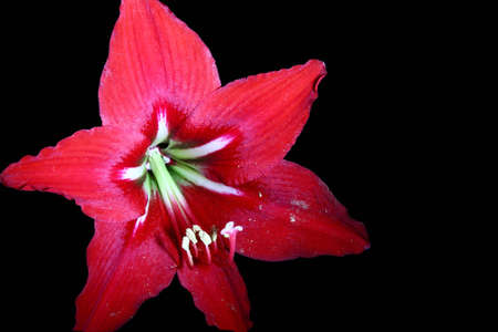 Beautiful red flower on blackの写真素材