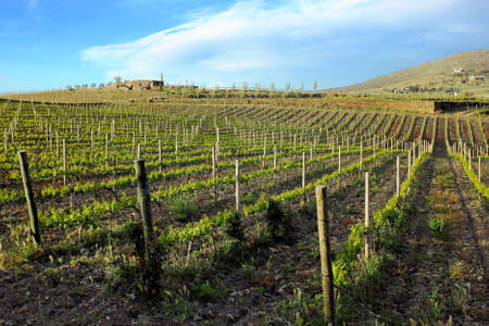 Vineyard in Cap de Creus, Costa brava, Catalonia, Spain.の写真素材