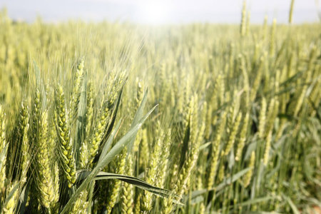Green wheat growing in a farm field, closeup on ears.