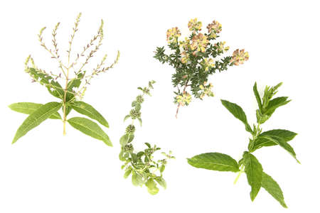 Arrangement of medical herbs and edible flowers.の写真素材