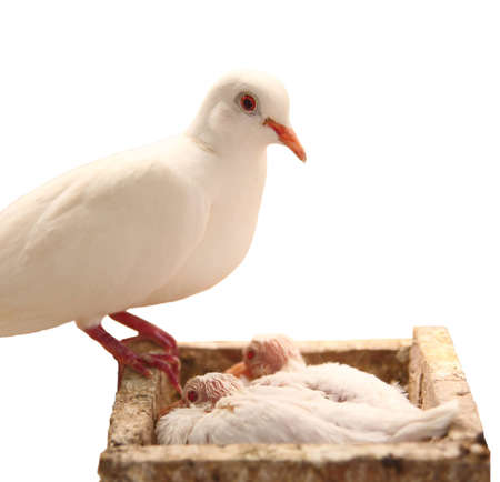 Isolated white dove in the nest with babies.の写真素材