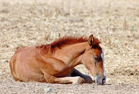 Young horse sitting in a golden fieldの写真素材