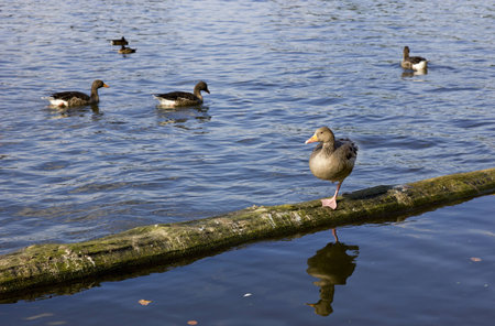 Duck climbed on a trunk floating in a lake, other ducks at background.の写真素材