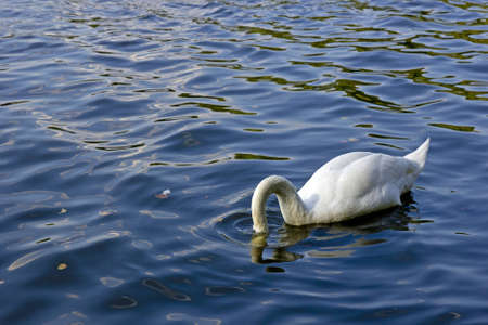 Swan looking for food underwater.の写真素材