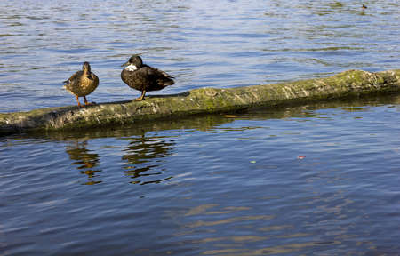 Ducks climbed on a trunk floating in a lake.の写真素材
