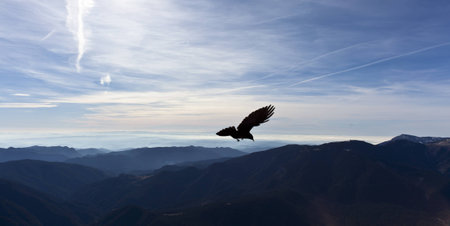A mountain bird flies off into the pyrenees in spain.の写真素材