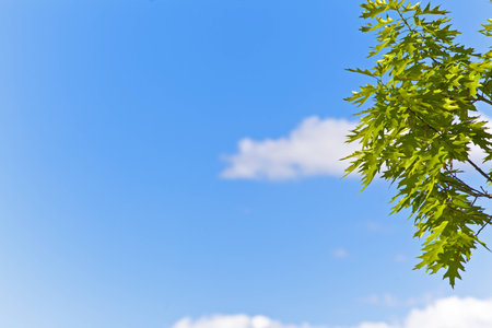 Green leaf on blue sky background.の写真素材