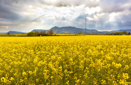 Spring landscape with a field of yellow flowers on a cloudy skyの写真素材