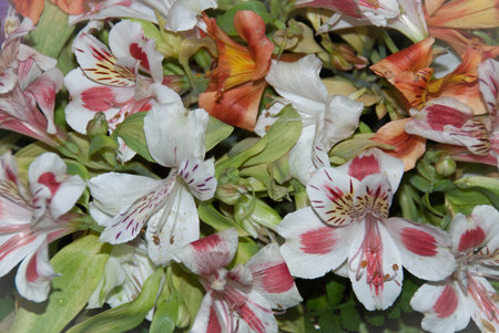 close-up colorful beautiful flowerの写真素材