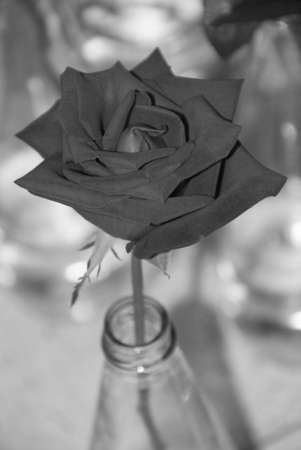 Black  rose in th clear glass bottleの写真素材